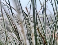 Feinste Schneekristalle an grünem Gras - eine liebliche Winterlandschaft kündigt sich an.
